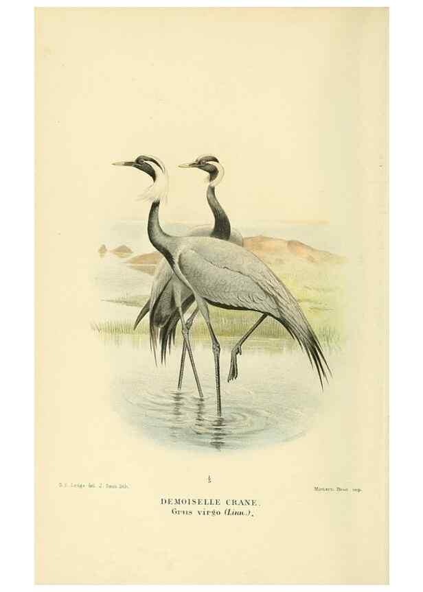 Reproducción/Reproduction 10560348835: Coloured figures of the birds of the British Islands / issued by Lord Lilford.. London :R. H. Porter,1885-1897.