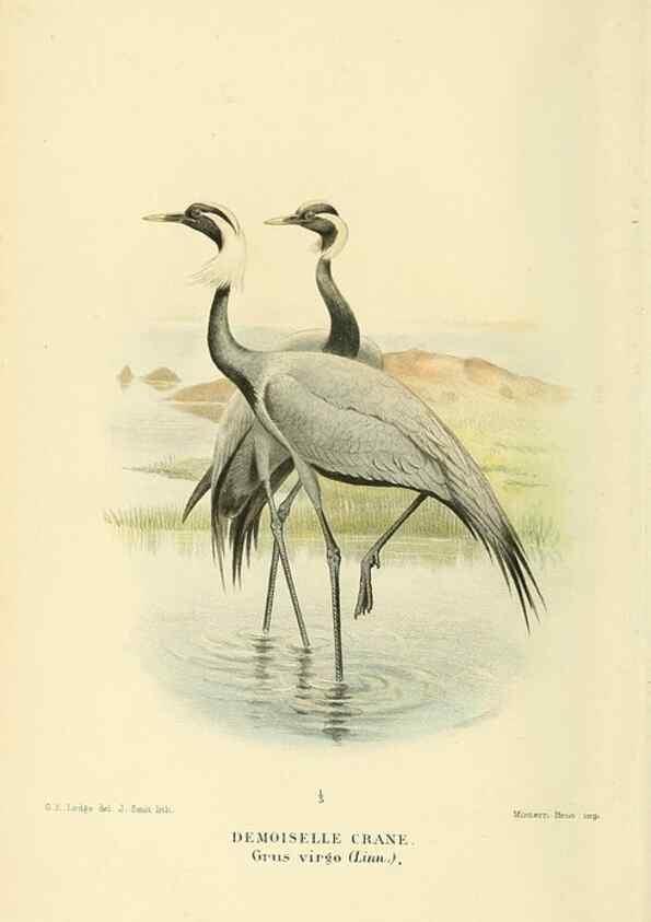 Reproducción/Reproduction 10560348835: Coloured figures of the birds of the British Islands / issued by Lord Lilford.. London :R. H. Porter,1885-1897.