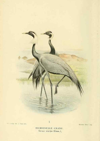 Reproducción/Reproduction 10560348835: Coloured figures of the birds of the British Islands / issued by Lord Lilford.. London :R. H. Porter,1885-1897.