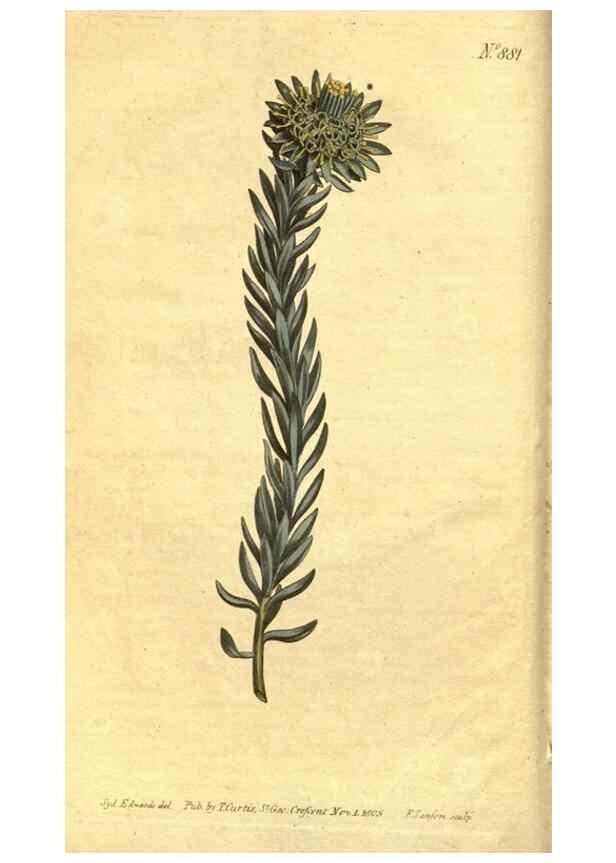 Reproducción/Reproduction 10594226965: Curtis's botanical magazine.. London ;New York [etc.] :Academic Press [etc.]