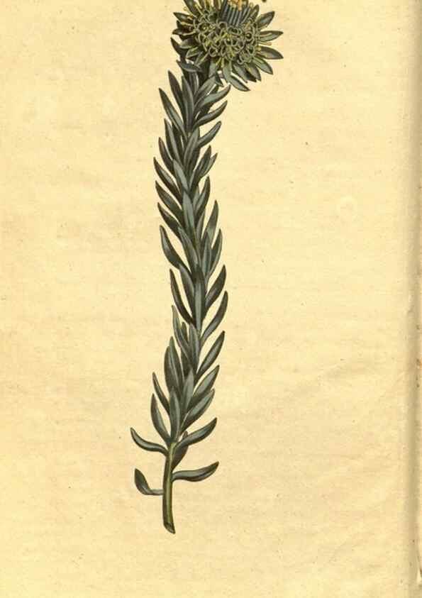 Reproducción/Reproduction 10594226965: Curtis's botanical magazine.. London ;New York [etc.] :Academic Press [etc.]