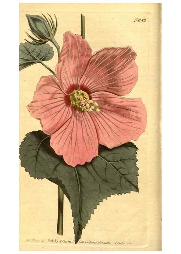 Reproducción/Reproduction 10594232435: Curtis's botanical magazine.. London ;New York [etc.] :Academic Press [etc.]