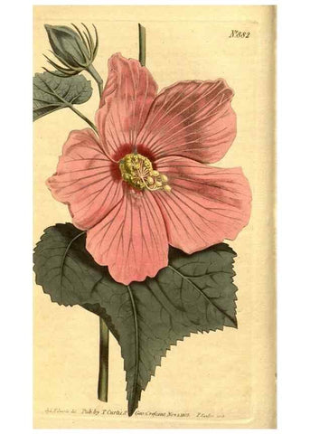 Reproducción/Reproduction 10594232435: Curtis's botanical magazine.. London ;New York [etc.] :Academic Press [etc.]
