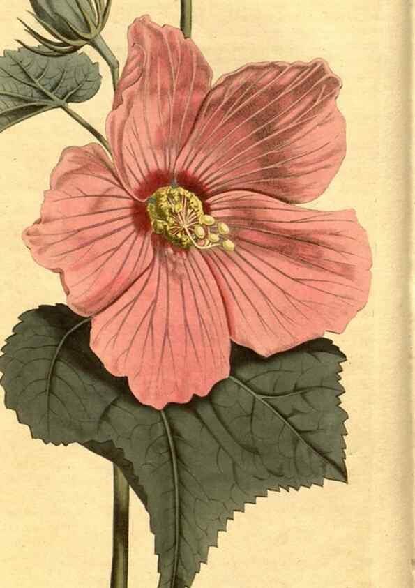 Reproducción/Reproduction 10594232435: Curtis's botanical magazine.. London ;New York [etc.] :Academic Press [etc.]