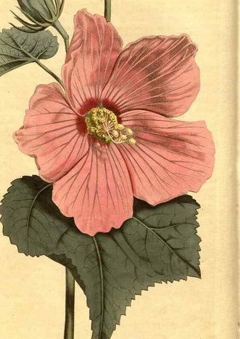 Reproducción/Reproduction 10594232435: Curtis's botanical magazine.. London ;New York [etc.] :Academic Press [etc.]