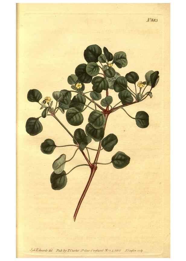Reproducción/Reproduction 10594237105: Curtis's botanical magazine.. London ;New York [etc.] :Academic Press [etc.]