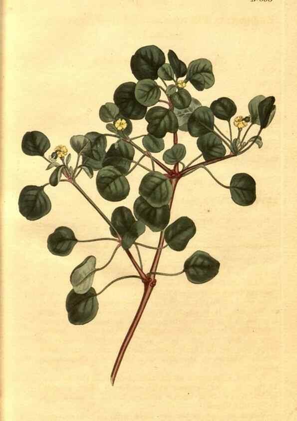 Reproducción/Reproduction 10594237105: Curtis's botanical magazine.. London ;New York [etc.] :Academic Press [etc.]