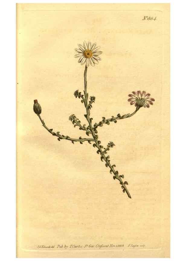 Reproducción/Reproduction 10594498503: Curtis's botanical magazine.. London ;New York [etc.] :Academic Press [etc.]