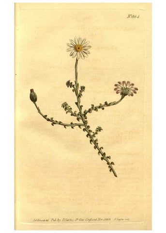 Reproducción/Reproduction 10594498503: Curtis's botanical magazine.. London ;New York [etc.] :Academic Press [etc.]