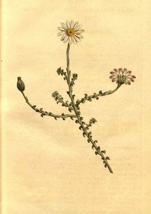 Reproducción/Reproduction 10594498503: Curtis's botanical magazine.. London ;New York [etc.] :Academic Press [etc.]