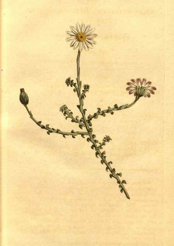 Reproducción/Reproduction 10594498503: Curtis's botanical magazine.. London ;New York [etc.] :Academic Press [etc.]