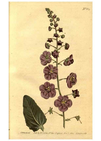 Reproducción/Reproduction 10594503193: Curtis's botanical magazine.. London ;New York [etc.] :Academic Press [etc.]