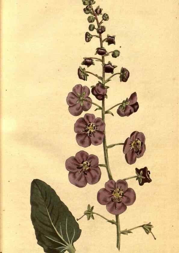 Reproducción/Reproduction 10594503193: Curtis's botanical magazine.. London ;New York [etc.] :Academic Press [etc.]