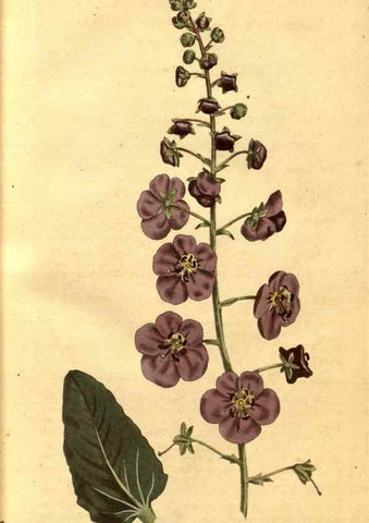 Reproducción/Reproduction 10594503193: Curtis's botanical magazine.. London ;New York [etc.] :Academic Press [etc.]