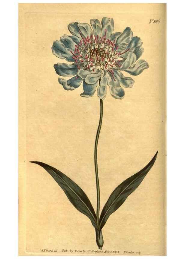 Reproducción/Reproduction 10594258776: Curtis's botanical magazine.. London ;New York [etc.] :Academic Press [etc.]