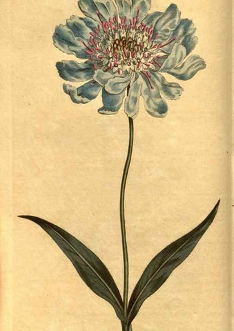 Reproducción/Reproduction 10594258776: Curtis's botanical magazine.. London ;New York [etc.] :Academic Press [etc.]
