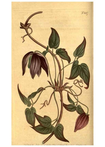 Reproducción/Reproduction 10594283094: Curtis's botanical magazine.. London ;New York [etc.] :Academic Press [etc.]