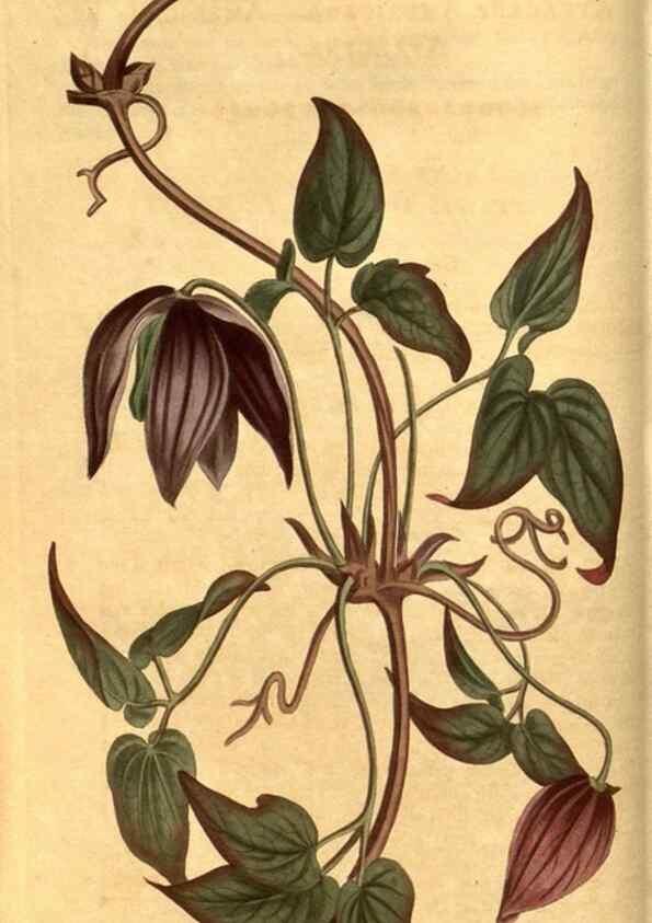 Reproducción/Reproduction 10594283094: Curtis's botanical magazine.. London ;New York [etc.] :Academic Press [etc.]