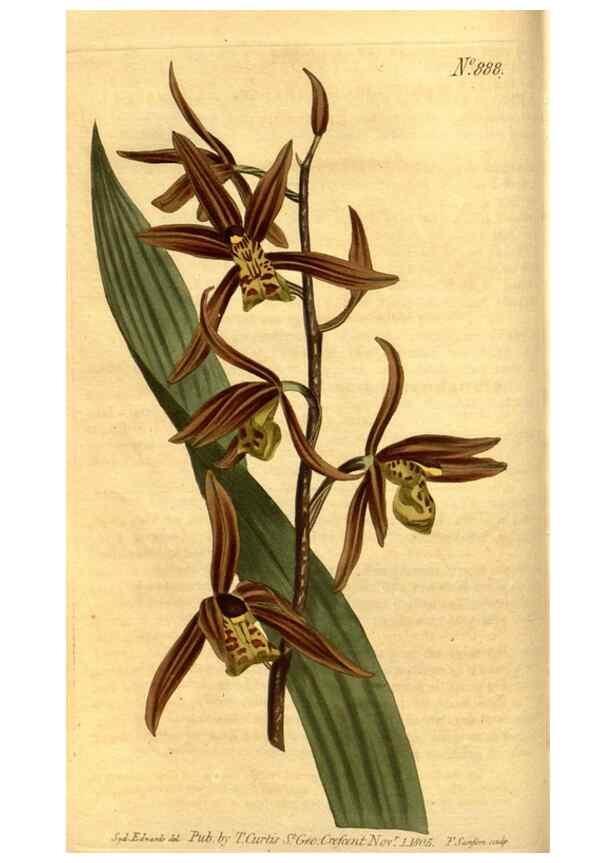 Reproducción/Reproduction 10594259845: Curtis's botanical magazine.. London ;New York [etc.] :Academic Press [etc.]