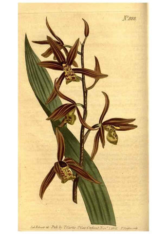 Reproducción/Reproduction 10594259845: Curtis's botanical magazine.. London ;New York [etc.] :Academic Press [etc.]
