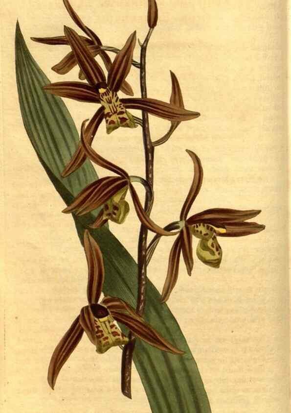 Reproducción/Reproduction 10594259845: Curtis's botanical magazine.. London ;New York [etc.] :Academic Press [etc.]