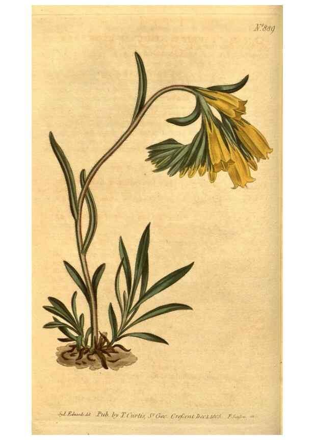 Reproducción/Reproduction 10594293154: Curtis's botanical magazine.. London ;New York [etc.] :Academic Press [etc.]