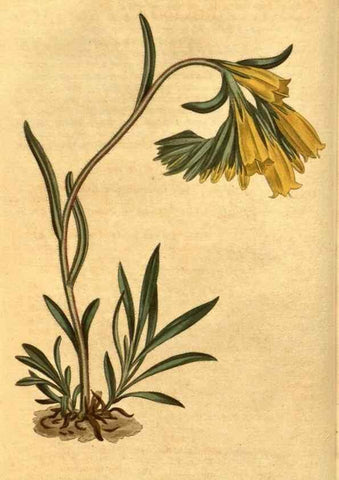 Reproducción/Reproduction 10594293154: Curtis's botanical magazine.. London ;New York [etc.] :Academic Press [etc.]