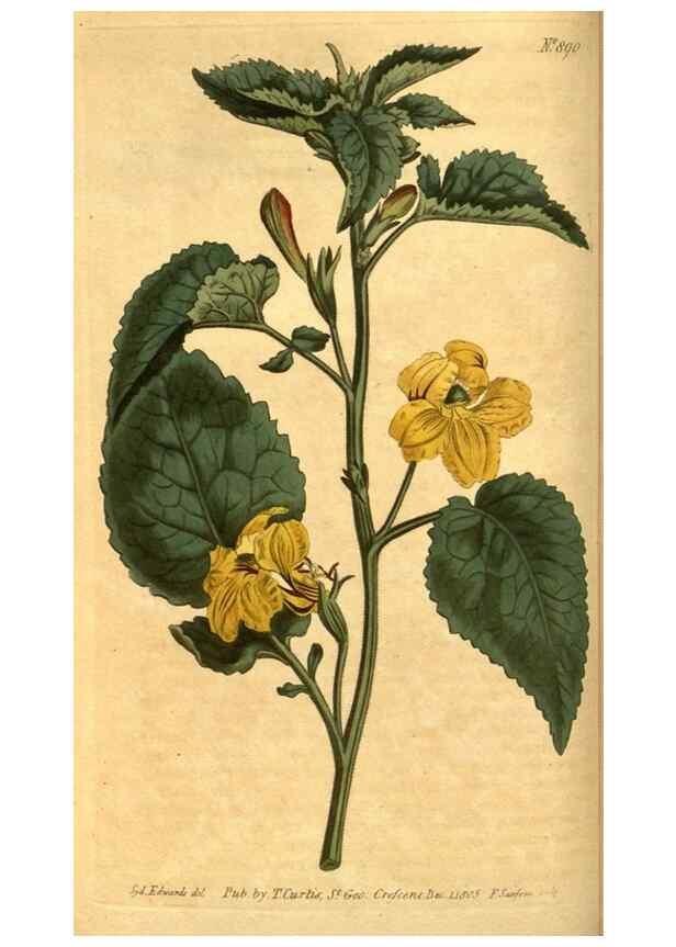 Reproducción/Reproduction 10594528193: Curtis's botanical magazine.. London ;New York [etc.] :Academic Press [etc.]