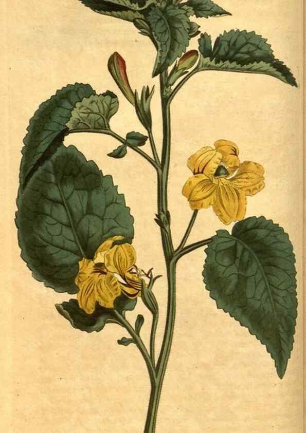 Reproducción/Reproduction 10594528193: Curtis's botanical magazine.. London ;New York [etc.] :Academic Press [etc.]