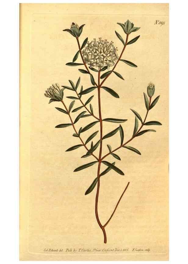 Reproducción/Reproduction 10594283466: Curtis's botanical magazine.. London ;New York [etc.] :Academic Press [etc.]