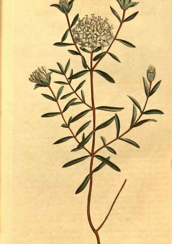Reproducción/Reproduction 10594283466: Curtis's botanical magazine.. London ;New York [etc.] :Academic Press [etc.]
