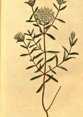 Reproducción/Reproduction 10594283466: Curtis's botanical magazine.. London ;New York [etc.] :Academic Press [etc.]