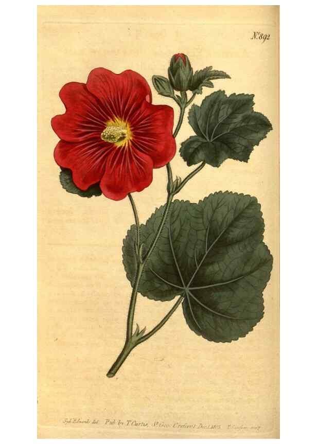 Reproducción/Reproduction 10594308044: Curtis's botanical magazine.. London ;New York [etc.] :Academic Press [etc.]