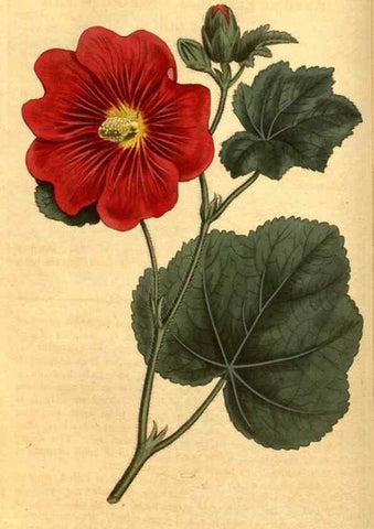 Reproducción/Reproduction 10594308044: Curtis's botanical magazine.. London ;New York [etc.] :Academic Press [etc.]