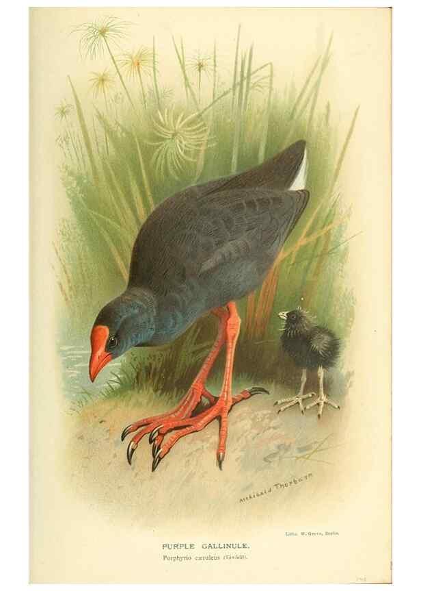 Reproducción/Reproduction 10560358576: Coloured figures of the birds of the British Islands / issued by Lord Lilford.. London :R. H. Porter,1885-1897.