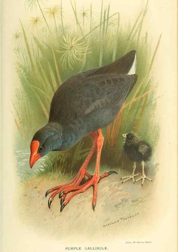 Reproducción/Reproduction 10560358576: Coloured figures of the birds of the British Islands / issued by Lord Lilford.. London :R. H. Porter,1885-1897.