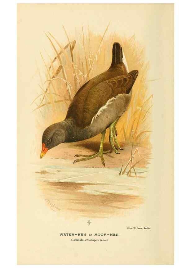 Reproducción/Reproduction 10560355216: Coloured figures of the birds of the British Islands / issued by Lord Lilford.. London :R. H. Porter,1885-1897.