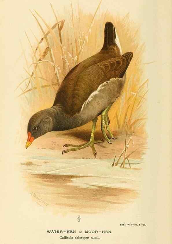 Reproducción/Reproduction 10560355216: Coloured figures of the birds of the British Islands / issued by Lord Lilford.. London :R. H. Porter,1885-1897.