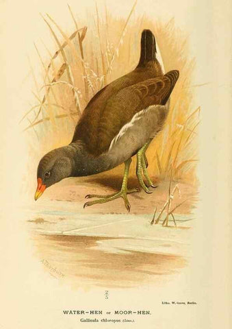 Reproducción/Reproduction 10560355216: Coloured figures of the birds of the British Islands / issued by Lord Lilford.. London :R. H. Porter,1885-1897.