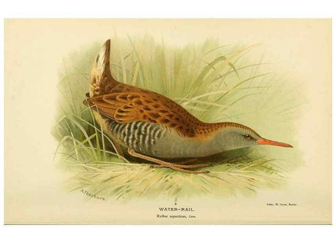 Reproducción/Reproduction 10560393144: Coloured figures of the birds of the British Islands / issued by Lord Lilford.. London :R. H. Porter,1885-1897.