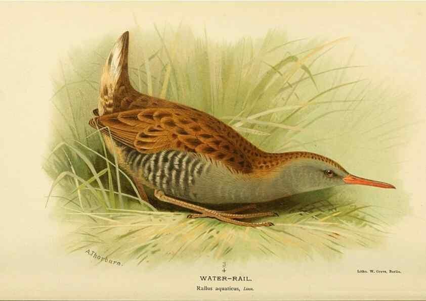Reproducción/Reproduction 10560393144: Coloured figures of the birds of the British Islands / issued by Lord Lilford.. London :R. H. Porter,1885-1897.