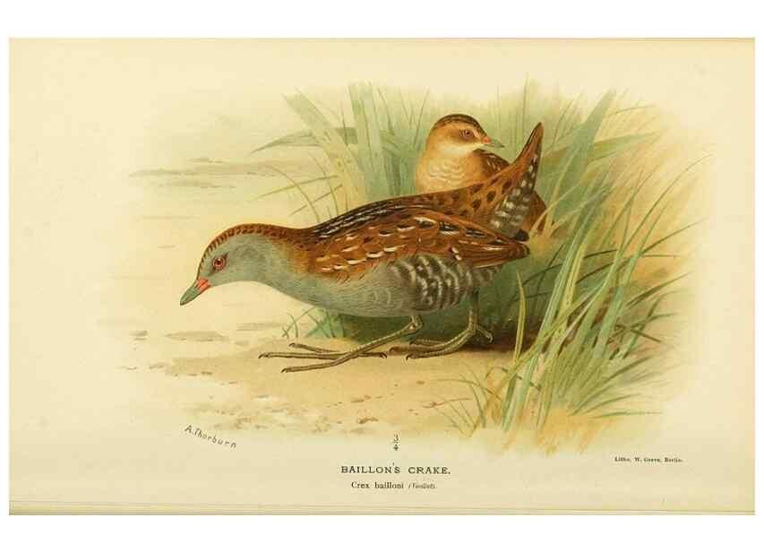 Reproducción/Reproduction 10560328435: Coloured figures of the birds of the British Islands / issued by Lord Lilford.. London :R. H. Porter,1885-1897.