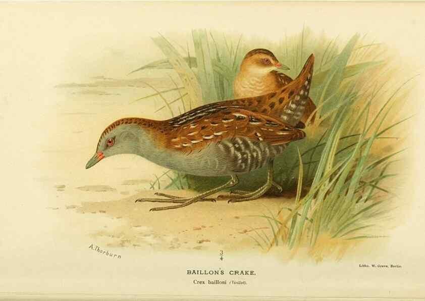 Reproducción/Reproduction 10560328435: Coloured figures of the birds of the British Islands / issued by Lord Lilford.. London :R. H. Porter,1885-1897.