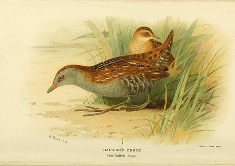 Reproducción/Reproduction 10560328435: Coloured figures of the birds of the British Islands / issued by Lord Lilford.. London :R. H. Porter,1885-1897.