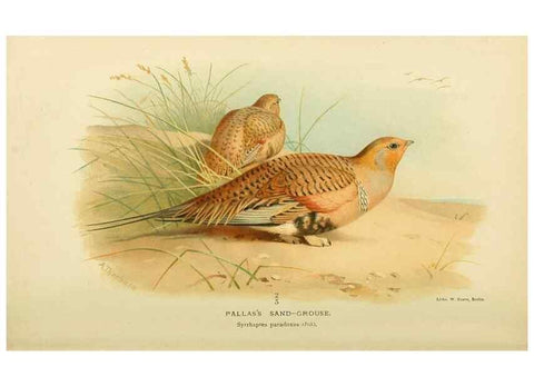 Reproducción/Reproduction 10560333954: Coloured figures of the birds of the British Islands / issued by Lord Lilford.. London :R. H. Porter,1885-1897.