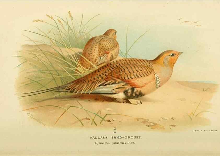 Reproducción/Reproduction 10560333954: Coloured figures of the birds of the British Islands / issued by Lord Lilford.. London :R. H. Porter,1885-1897.