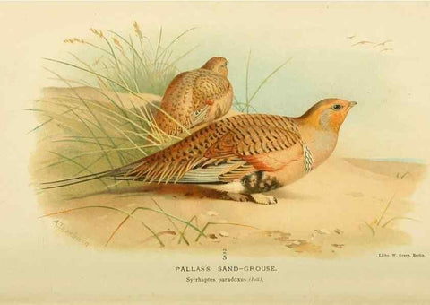 Reproducción/Reproduction 10560333954: Coloured figures of the birds of the British Islands / issued by Lord Lilford.. London :R. H. Porter,1885-1897.