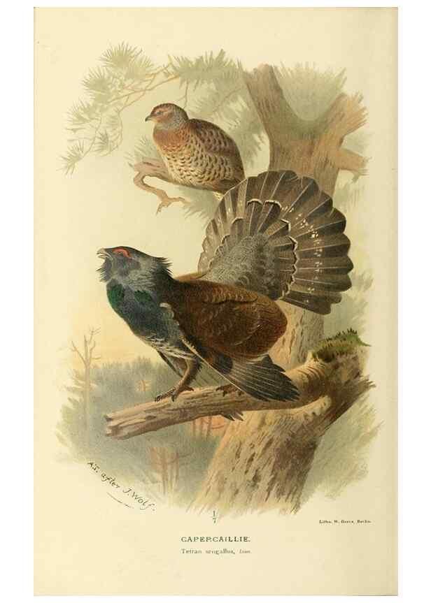 Reproducción/Reproduction 10560533923: Coloured figures of the birds of the British Islands / issued by Lord Lilford.. London :R. H. Porter,1885-1897.
