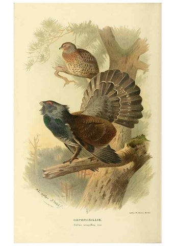 Reproducción/Reproduction 10560533923: Coloured figures of the birds of the British Islands / issued by Lord Lilford.. London :R. H. Porter,1885-1897.