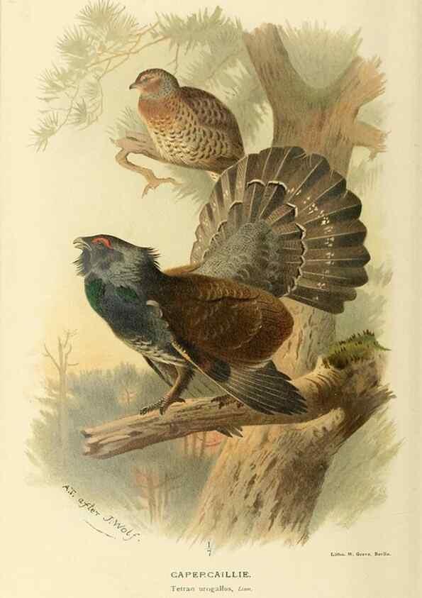 Reproducción/Reproduction 10560533923: Coloured figures of the birds of the British Islands / issued by Lord Lilford.. London :R. H. Porter,1885-1897.